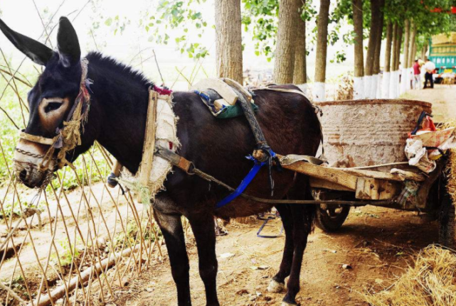 染色体 为什么农村有的老人说骡子不分公母？不仅有公母，还会生育
