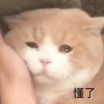 桉月|喵喵的日常