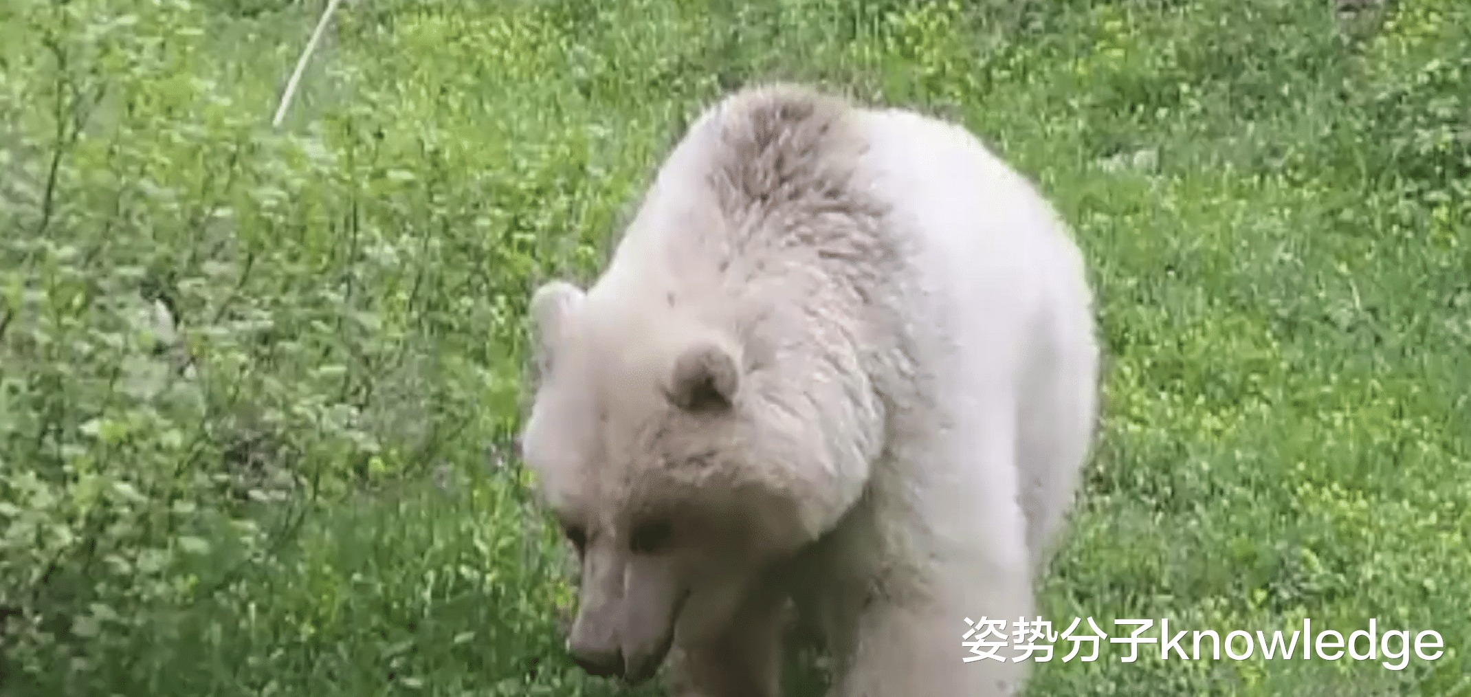 棕熊 概率50万分之1，棕熊白化成“白熊”，是什么原因导致的？