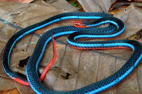 珊瑚 世界上最漂亮的蛇，蓝长腺珊瑚蛇，它真的是全世界最毒的蛇吗？