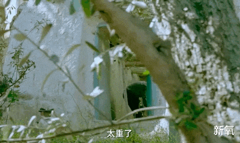 华晨宇|火爆的仙侠剧，揭示了一种失落很久的美