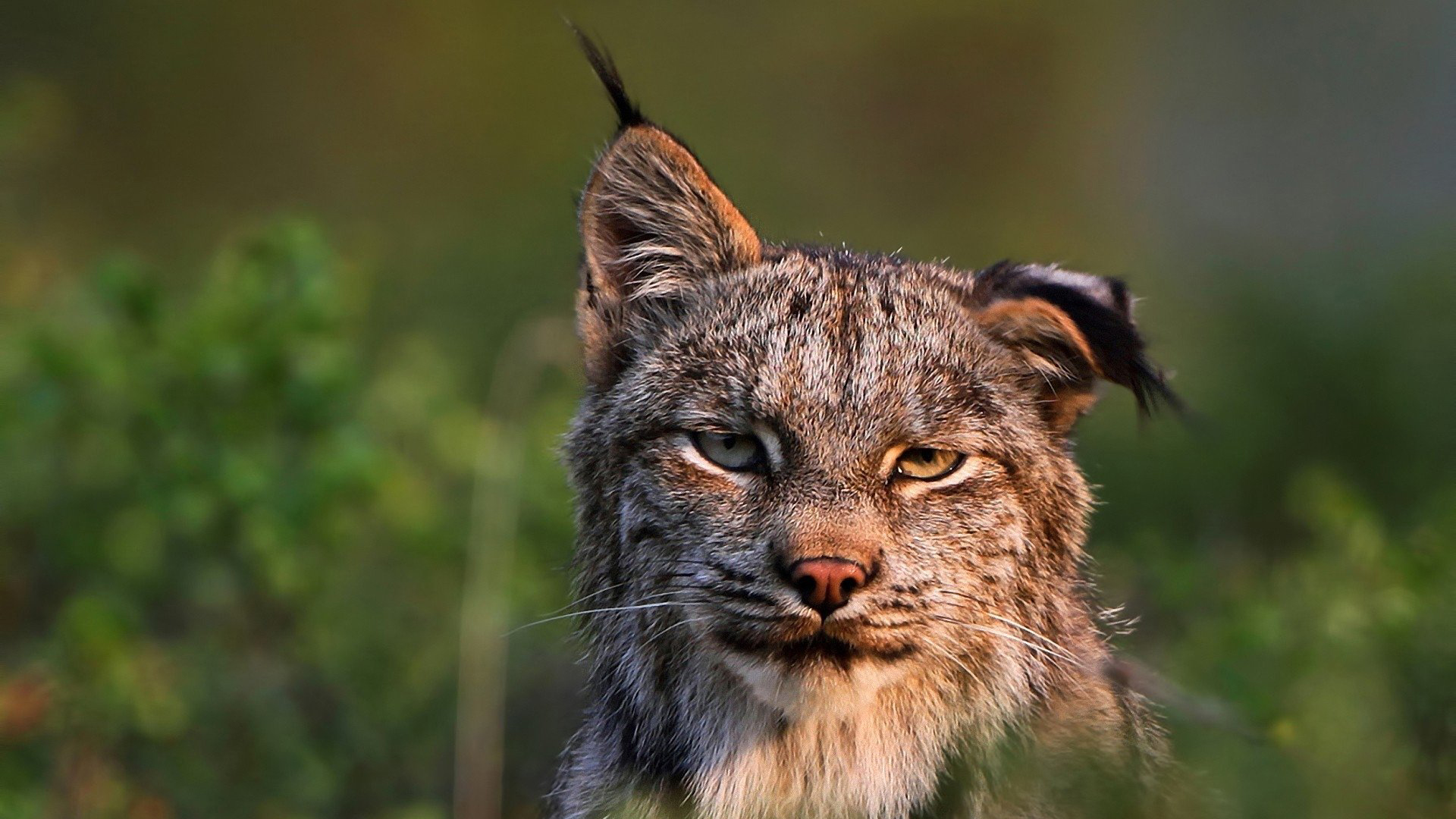  堪称“杀狼机器”的猞猁，狼见到都要绕道走？它的战斗力有多强？