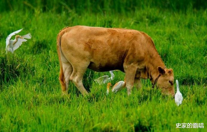 史家的霸唱 牛被宰杀时为什么要流眼泪，真是通人性吗？专家的解释，令人后怕