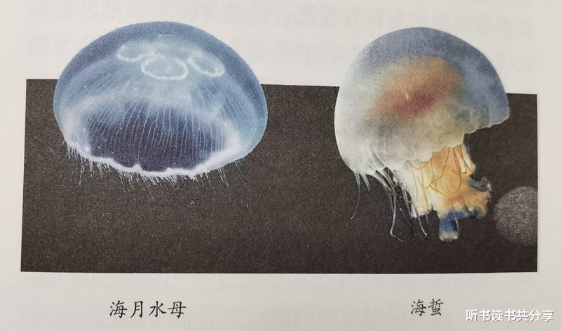  腔肠动物不是最低等的动物