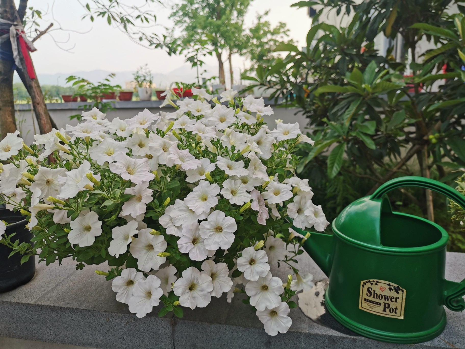 |80㎡最美乡村别墅小院，全由自己亲手布置设计，超有成就感