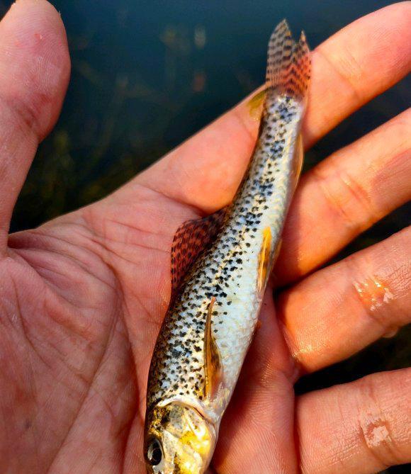 左小姐右小姐 广西钓友，西江支流碰到成群棒花鱼，疯狂闹窝烦不胜烦