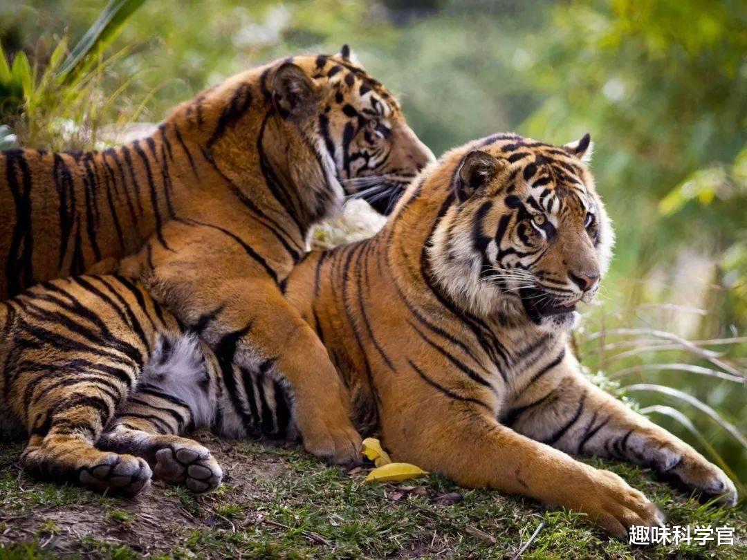 在害怕什么？人类为什么隐藏排卵期？而其他动物都有明确的信号