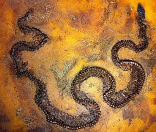 毒蛇 自然探索:蛇为什么能够不吃不喝而不死