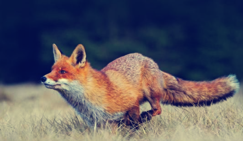 风云视角|民间故事：猎人救了白狐，白狐却害得他家破人亡，道士：自作孽