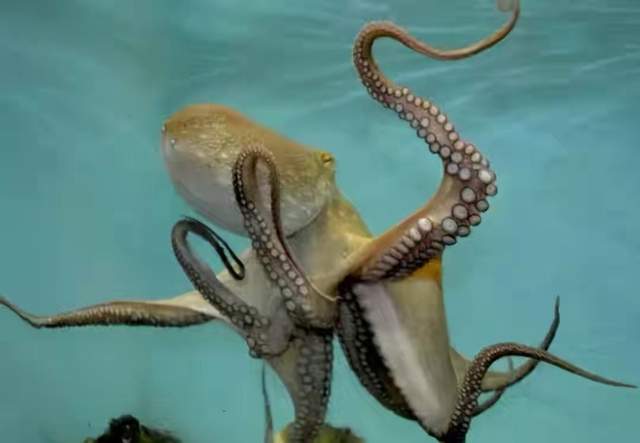 章鱼 来自星星的章鱼?科学家都无法解释的神奇生物