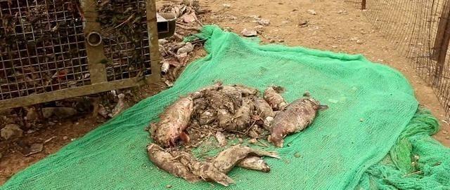 江苏省|江苏一河边水泵吸入大量河鱼，钓鱼人：我一个月也钓不到这么多