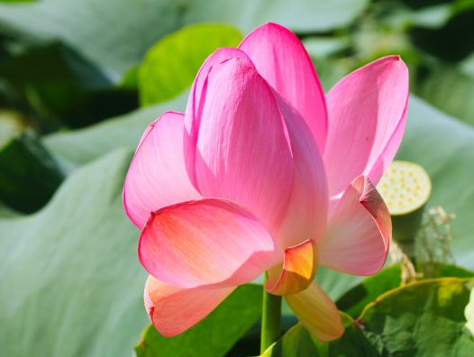 星临天下|9月下旬开始，喜气盈门，4属相桃花朵朵开，生活幸福安康
