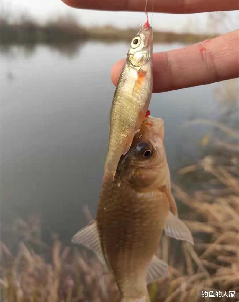 |?野河沟拉饵钓鱼，狂拽398条小杂鱼，这是钓鱼人的下酒好菜