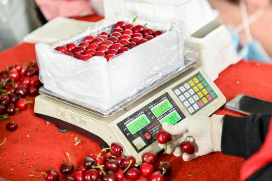 螳螂观察 返乡的果二代与触网的樱桃产业