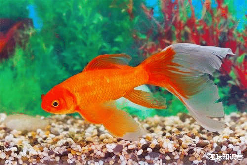 科学家 盘点8条好玩有趣的冷知识，快来看看你知道多少呢？