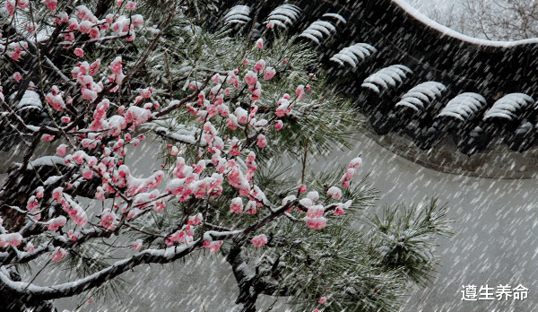 黑豆|大雪：温补肾精正当时，推荐一道养生药膳汤