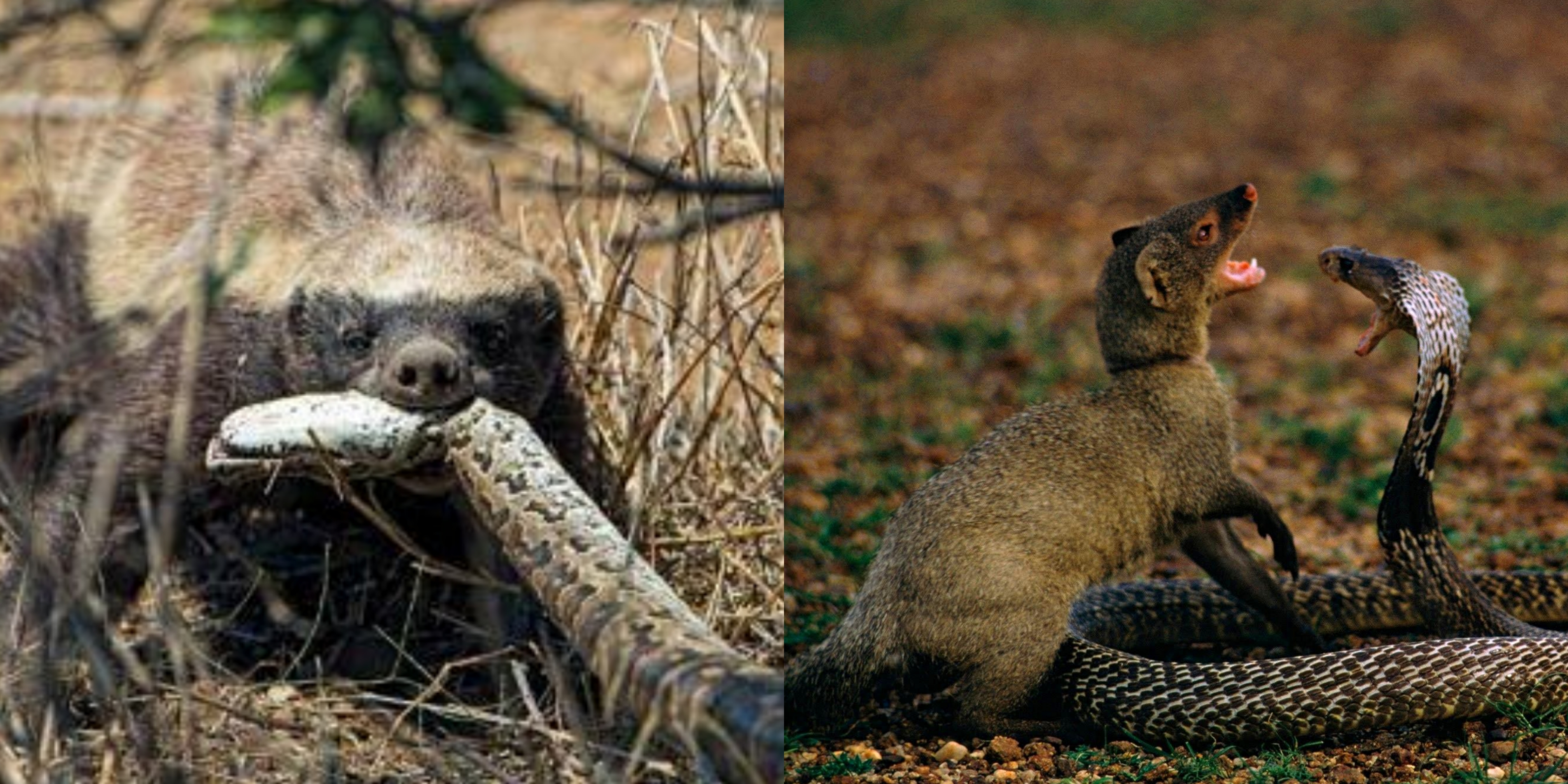 BULU动物来啦 同为毒蛇克星，平头哥蜜獾和蒙哥蛇獴到底谁更强？