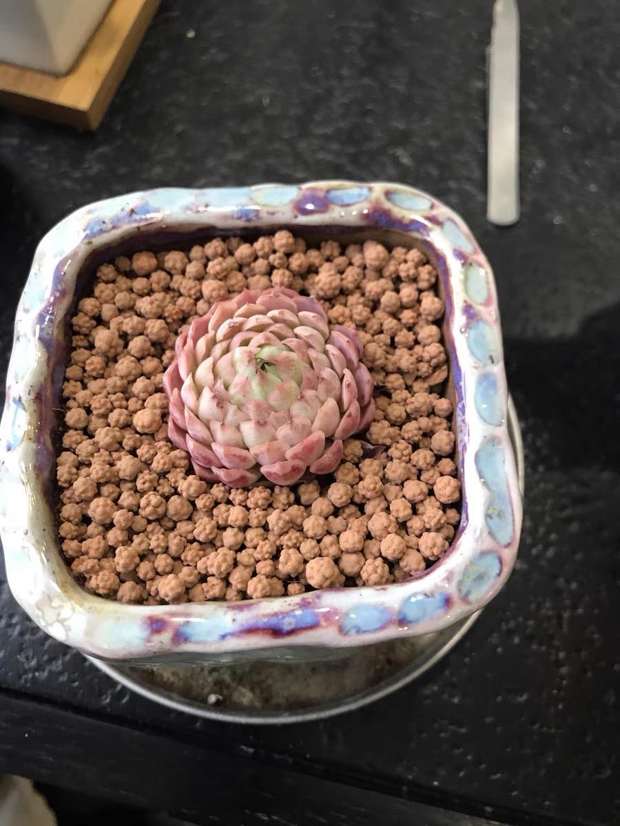 向阳园艺|南北方养多肉，有哪些优点？各有好处，各有弊端，南方易黑腐