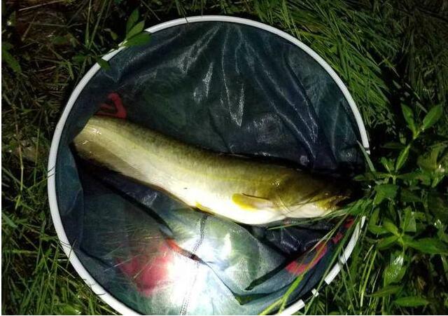 钓鱼技巧|夜钓什么鱼喜欢开口，什么鱼好钓，夜钓你需要掌握这些技巧。