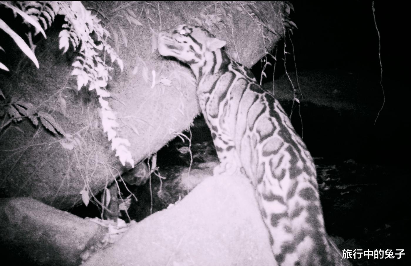 航天员 “灭绝”云豹重现喜马拉雅，然而环境专家却更惆怅了