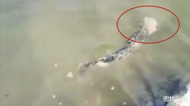 湖南|湖北男子野钓的罕见经历，偶遇活的无头乌鱼，网友：忘了自己已死