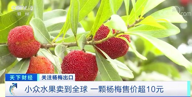 |火了！我们常吃的杨梅，在欧洲一颗售价超10元！