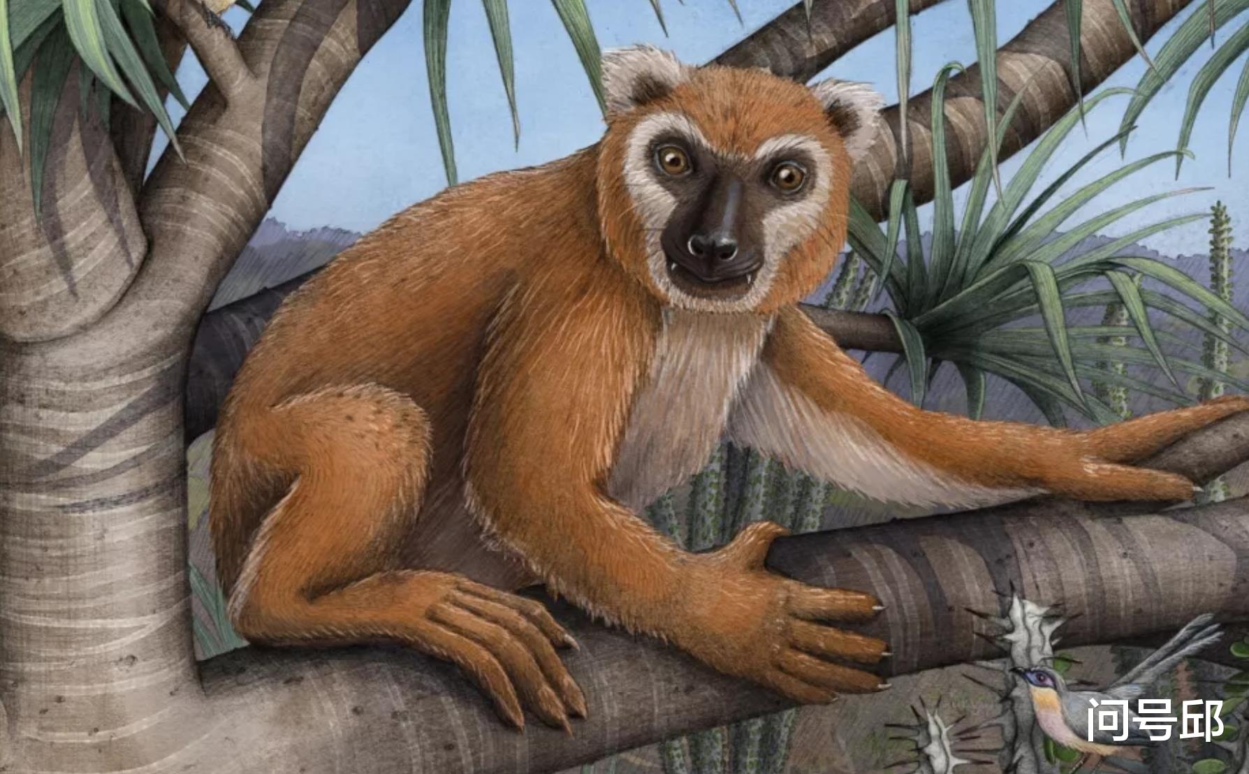 狐猴 这只以树叶为食的灭绝巨型狐猴，体重与人类相当，习性像考拉