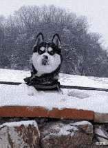  老公去打工两年都没有回来，孩子还有8天就要生了？？？