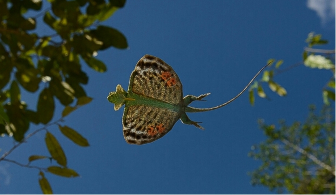 科学家 罕见！翼龙还活着？科学家发现一种奇怪蜥蜴，长着翅膀可以滑翔