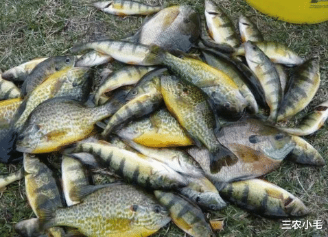 太阳鱼 太阳鱼入侵南方多地，比罗非鱼更厉害，却有致命弱点：刺少肉嫩