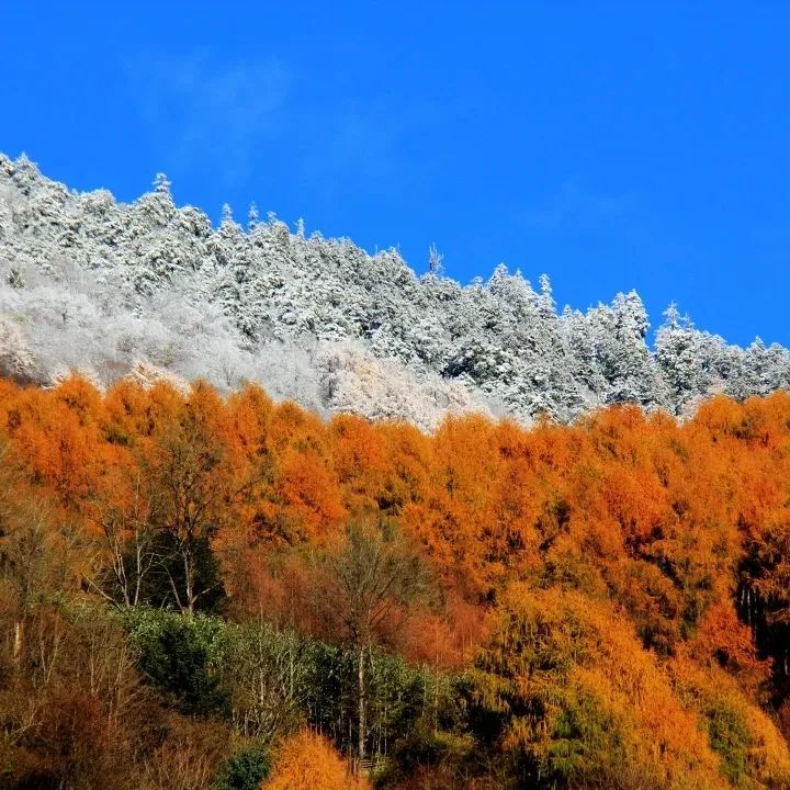 汶川|汶川，秋色中的雪国山河！