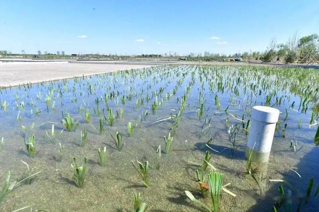 |主体竣工!副中心将添一座开放式水景公园!可垂钓滑冰、休闲游玩…