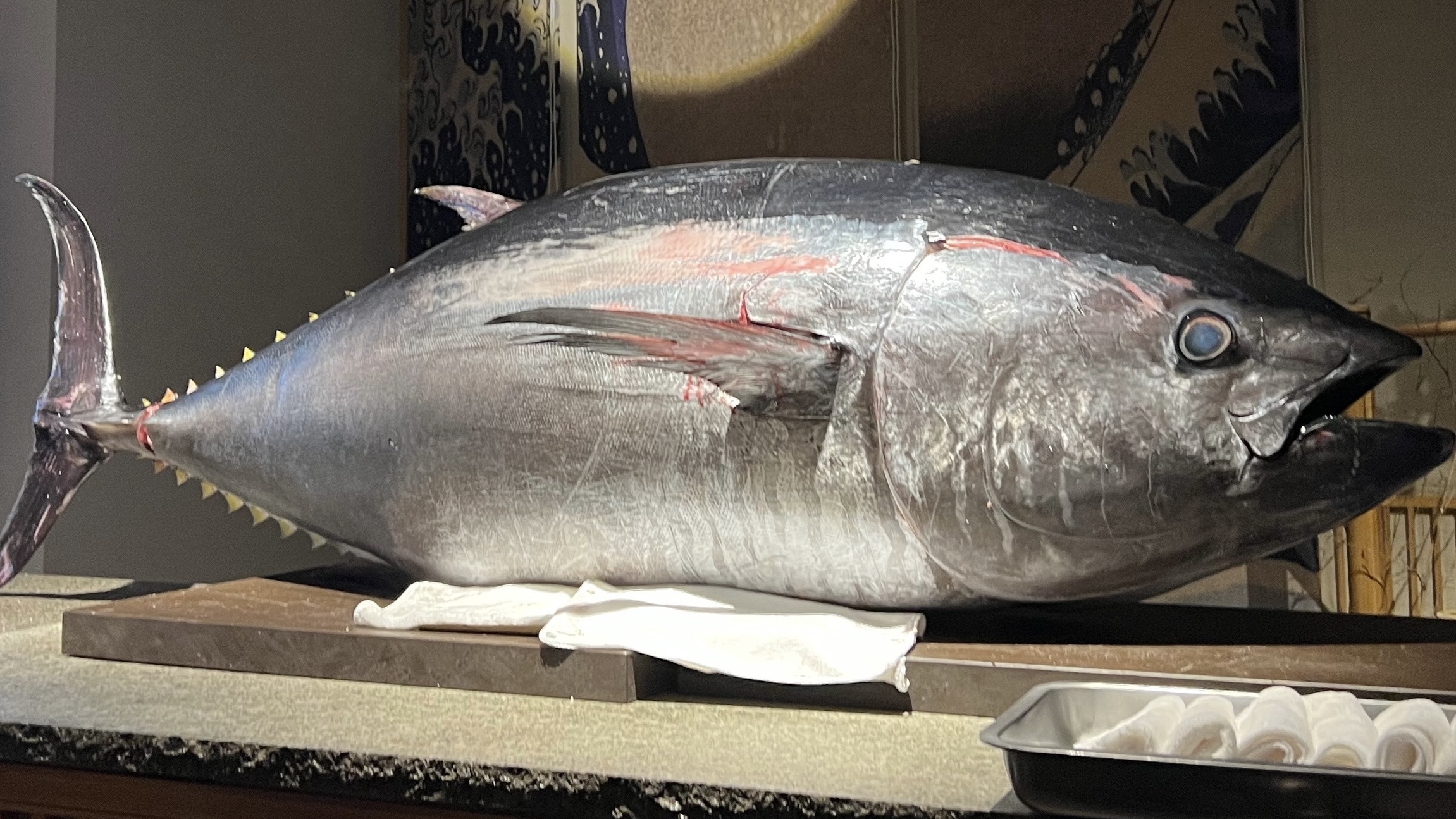 疯狂|海中捕捞金枪鱼为什么不用渔网？为什么能连续钓不摘钩，真相来了