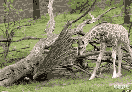 |“钓鱼被咬了，不过钓到了一条招财龙鱼，不亏...”哇哈哈哈，评论沸腾了～