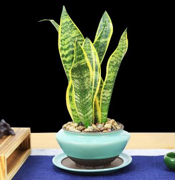 这六种盆栽漂亮又好养，能净化空气放在办公阳台，都是不错的选择