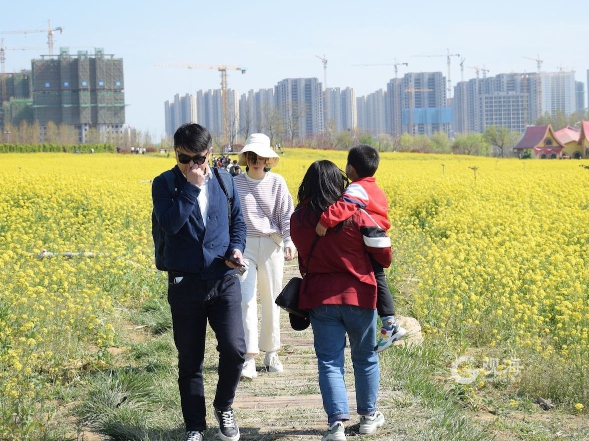 态度青岛 赏油菜花海不用去婺源 来这里就可以