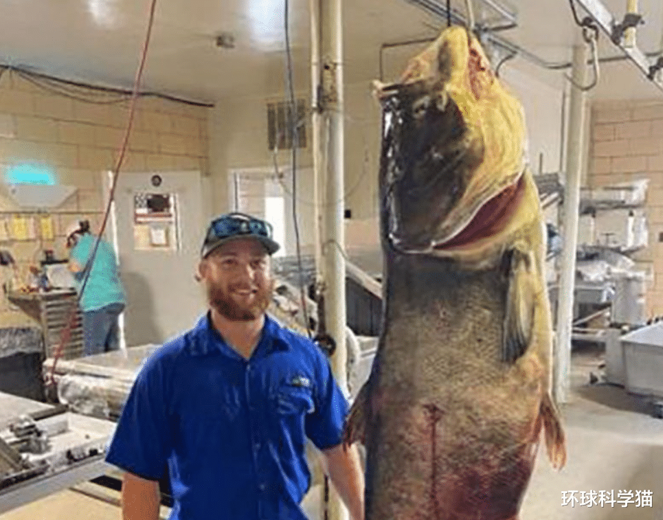 114斤！美國漁民捕獲巨型鳙魚，嘴能裝19升水桶，在中國難長大？-圖4