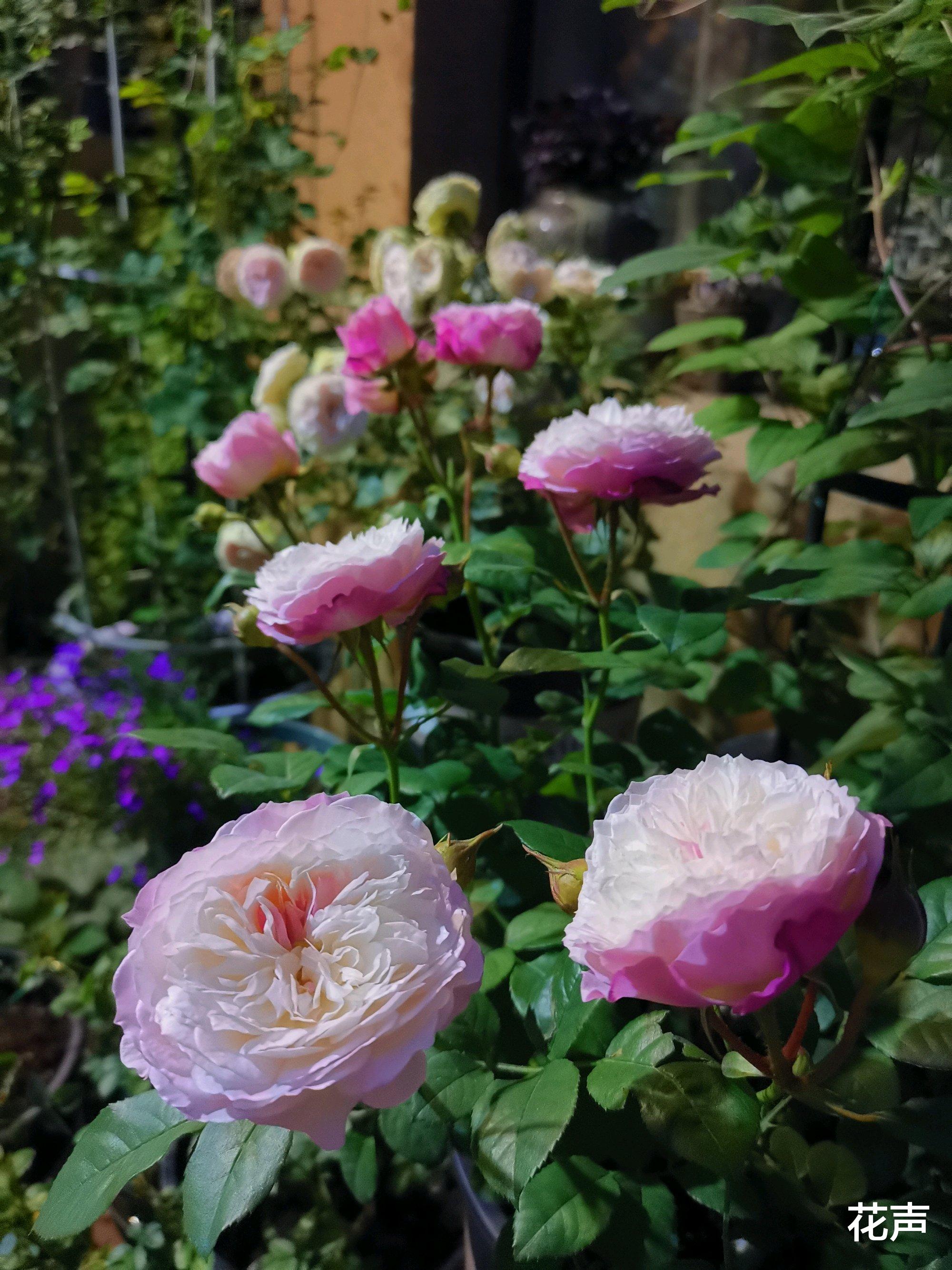 花声 月季花界的“仙女”—康斯坦茨，又美又仙，芬芳馥郁，阳台也能养