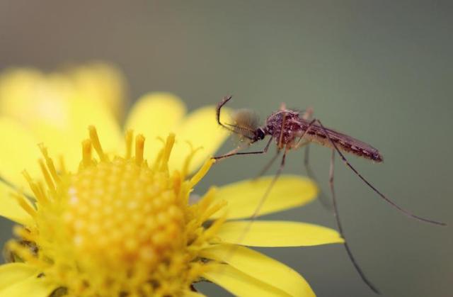 蚊子 交配后才吸血？蚊子如何在短暂的一生中，让我们对其深恶痛绝？
