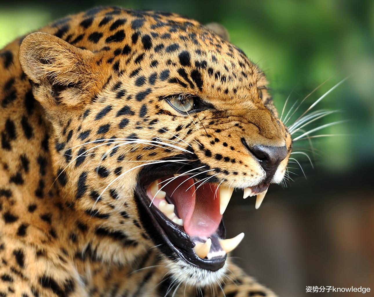 竹经清留 为何外逃的金钱豹不能留在自然界？干脆放生，会造成什么后果？