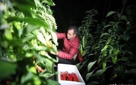 北美留学生日报 这个春节山东人火了，把我看哭了