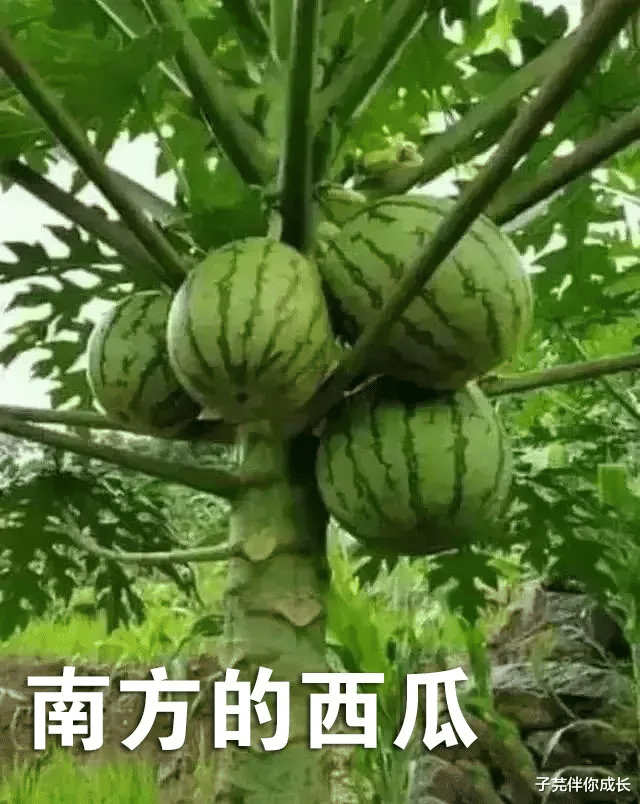 子芫伴你成长|南方VS北方,南北差异有多大?看到第8张图笑得肚疼,网友太有才