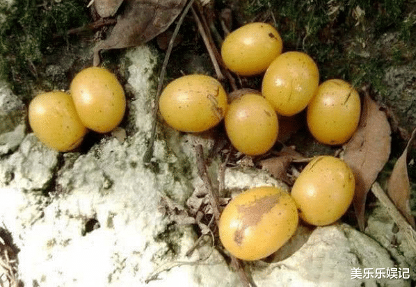 重金属|农村即将“消失”的野果子,吃过4种正常,全吃过的说明您真老了