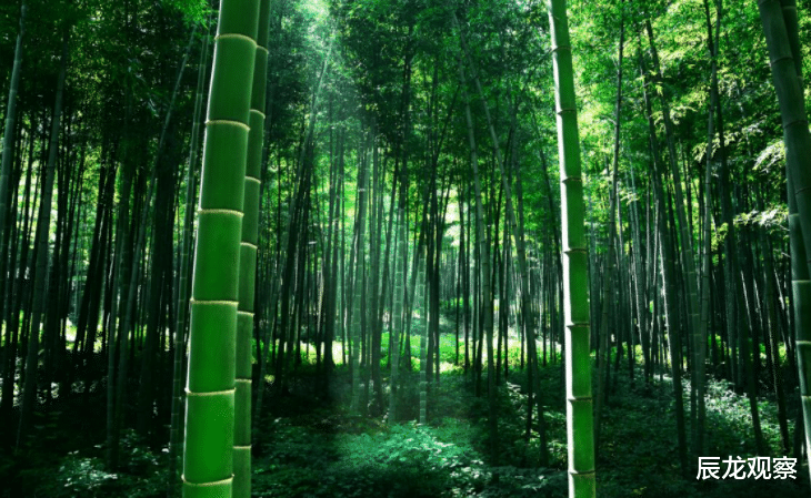 混凝土|中国又出黑科技？用竹子造高铁，硬度不输混凝土，多国纷纷求技术