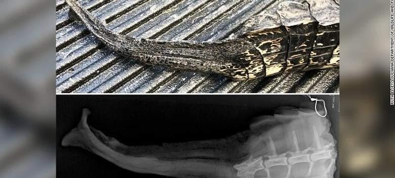 鳄鱼|佛山男子钓到鳄鱼，教科书般的操作后坐等支援，他是如何做到的？