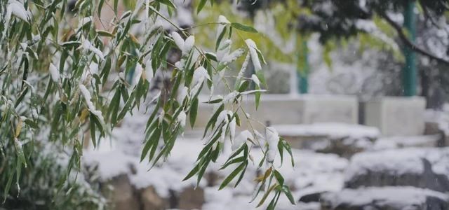 清华大学|愿以三分初雪，勾勒百景清华（多图）