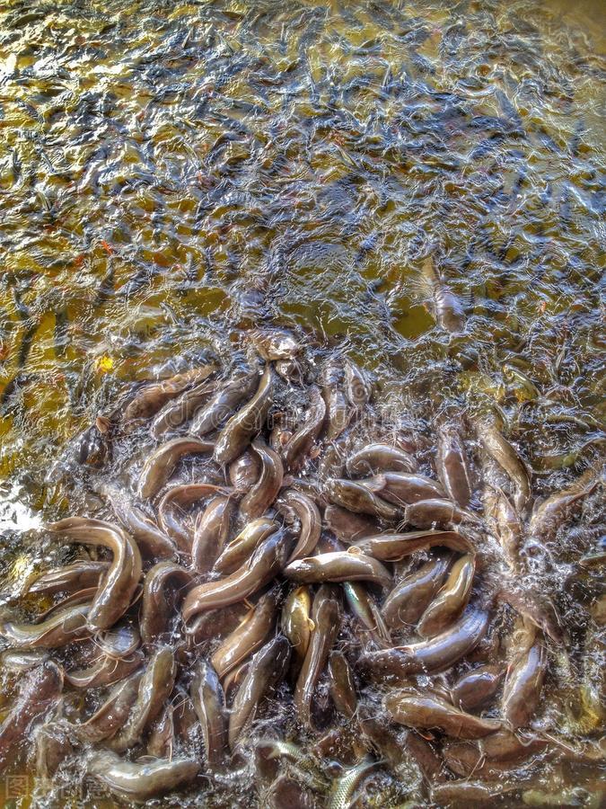 深圳市|深圳河道鲶鱼泛滥，河边坐满钓鱼人，但是钓到之后全部放生