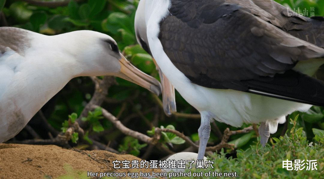 无码交配,这尺度不付费真能看?