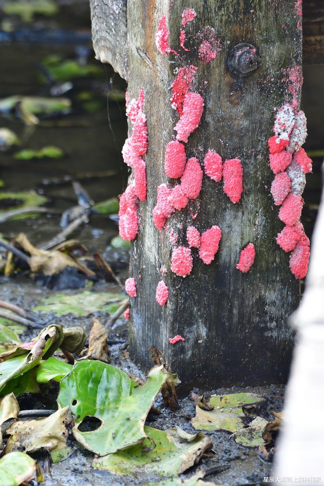 重庆 洱海的“血殇”:福寿螺已呈泛滥态势,为什么会弄成一地鸡毛?