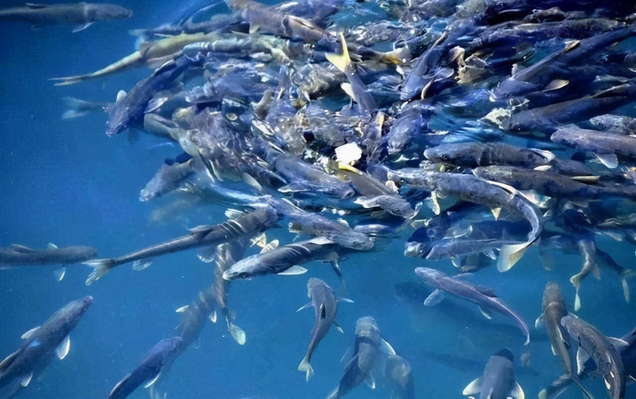 西藏 西藏羊卓雍措里的鱼多达8亿公斤，随手就能捞到，为何无人敢吃？